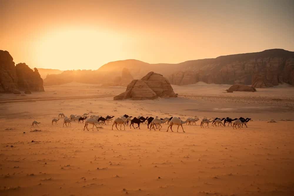 Immersing in the Spectacular Nature of AlUla: An Adventure Like No Other! Immersing in the Spectacular Nature of AlUla: An Adventure Like No Other!